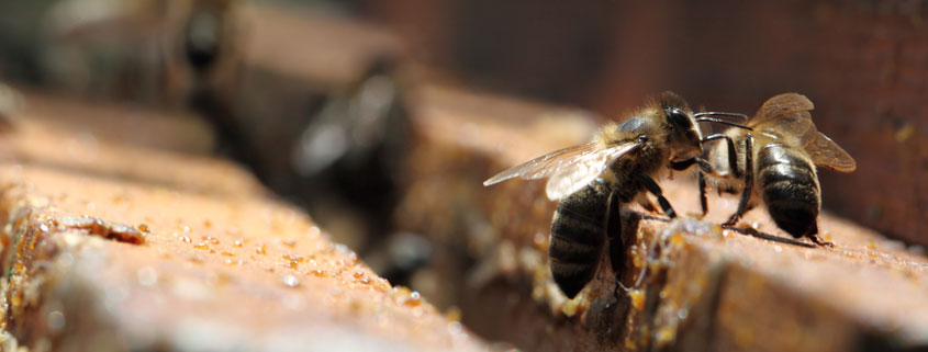 Kinfolk Honey - Beekeeping