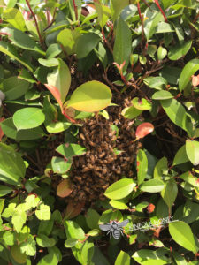 Bee Removal Horseshoe Bay Texas