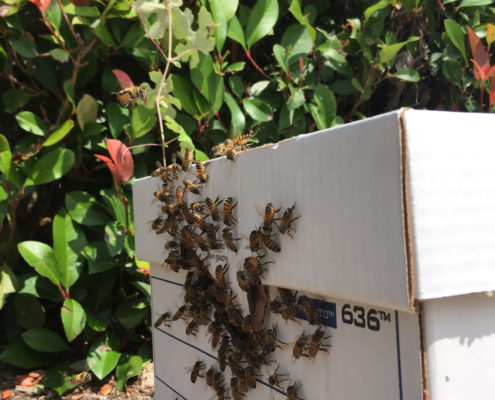 Horseshoe Bay Bee Removal