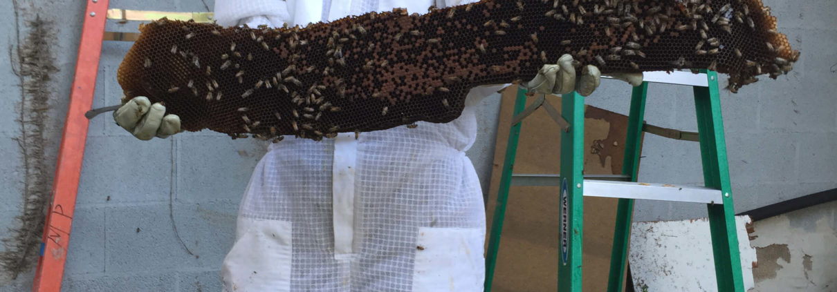 Kinfolk honey - marble falls beehive removal relocation