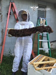 Kinfolk honey - marble falls beehive removal relocation