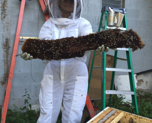 Kinfolk honey - marble falls beehive removal relocation